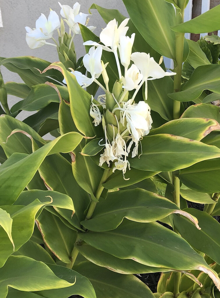White Butterfly Ginger Rhizome Bulbs Fresh Tubers (2) Hawaiian Tropical