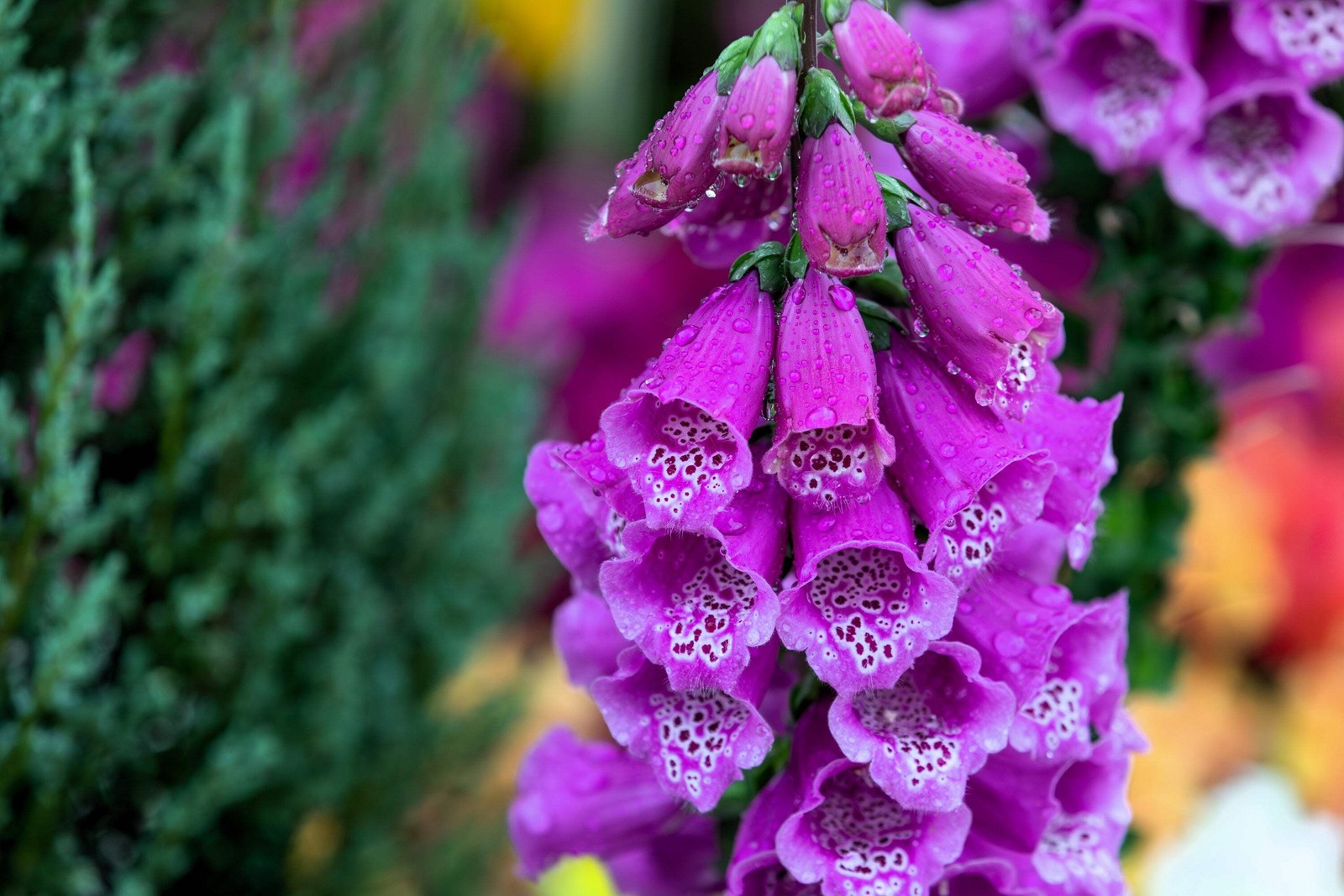 1000 PURPLE FOXGLOVE Digitalis Purpurea Flower Seeds