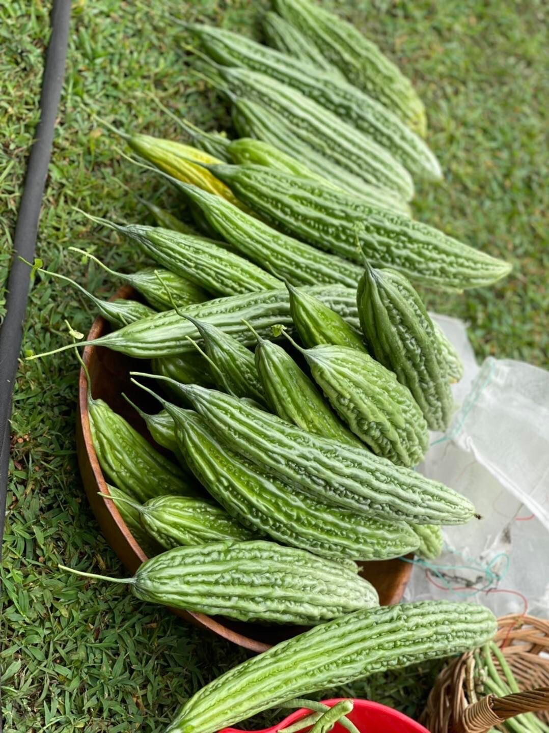 20+ Philippine Long Ampalaya- Organic Heirloom Bittergourd, Bittermelon Seeds