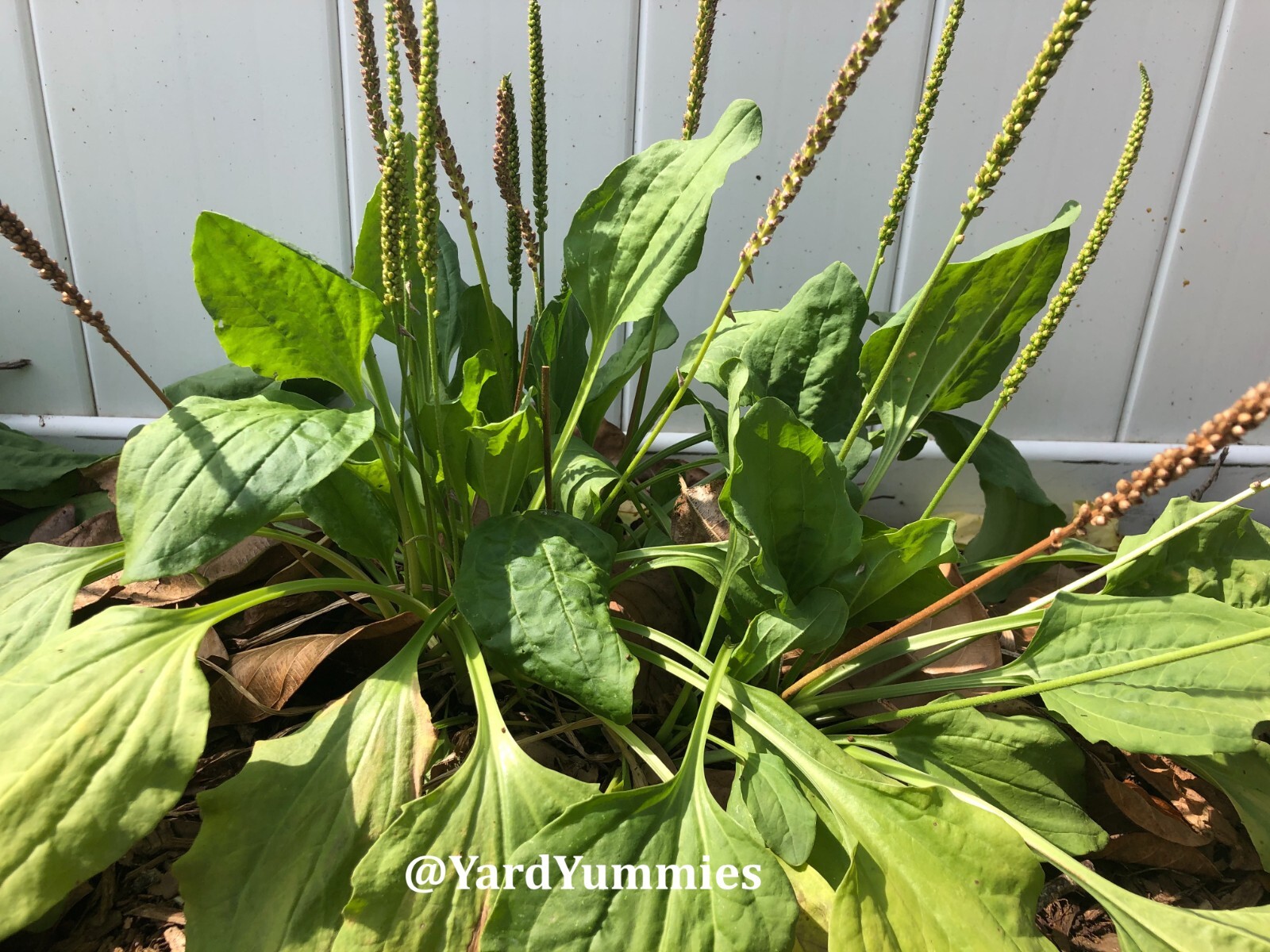 Broadleaf Plantain 200 SEEDS – Plantago Major Common Plantain- Perennial Herb