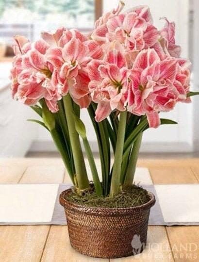 Large Amaryllis FIRST LOVE 24/26 centimeters – United States Seller