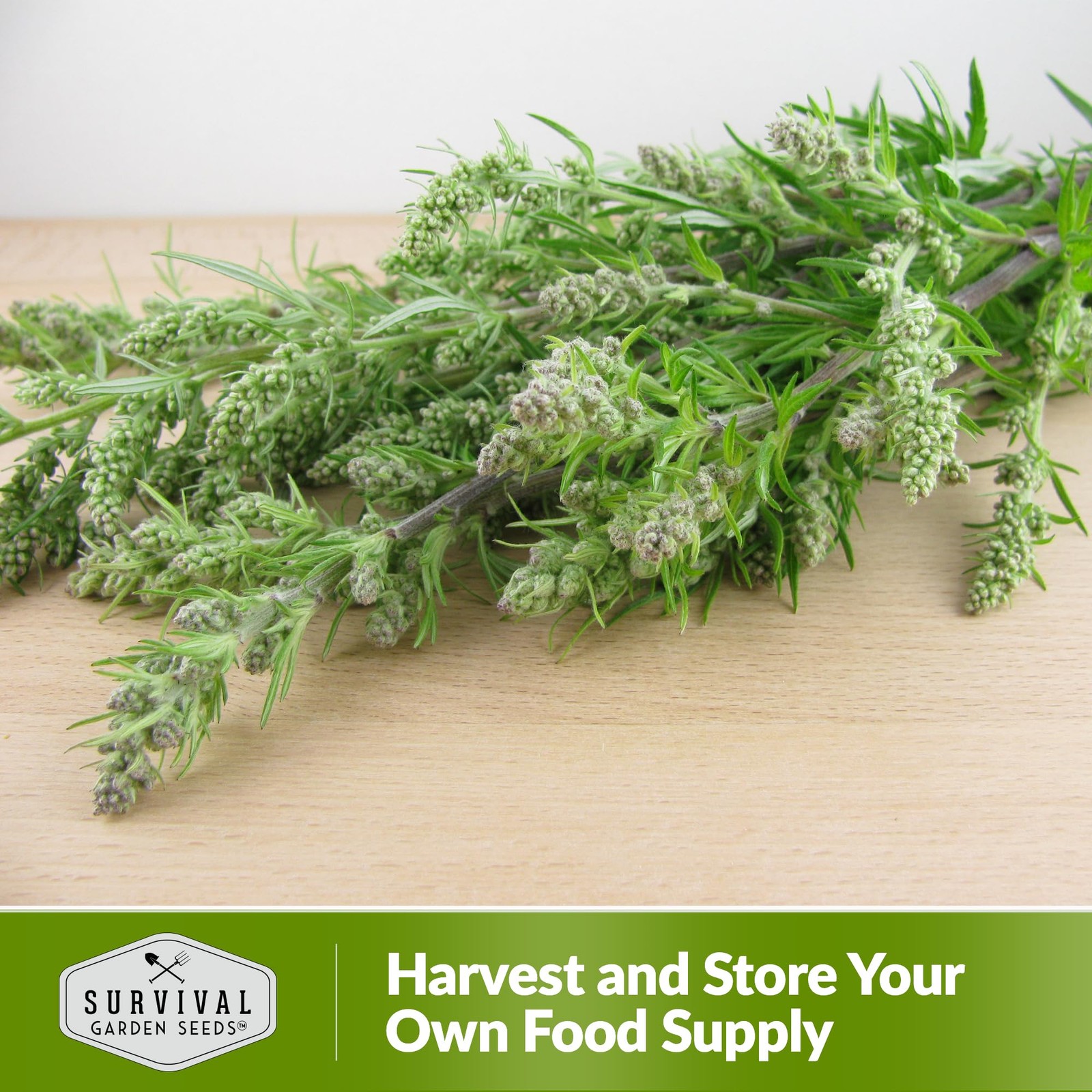 Mugwort Seeds for Planting – 3 Packets with Growth Instructions for Home Garden