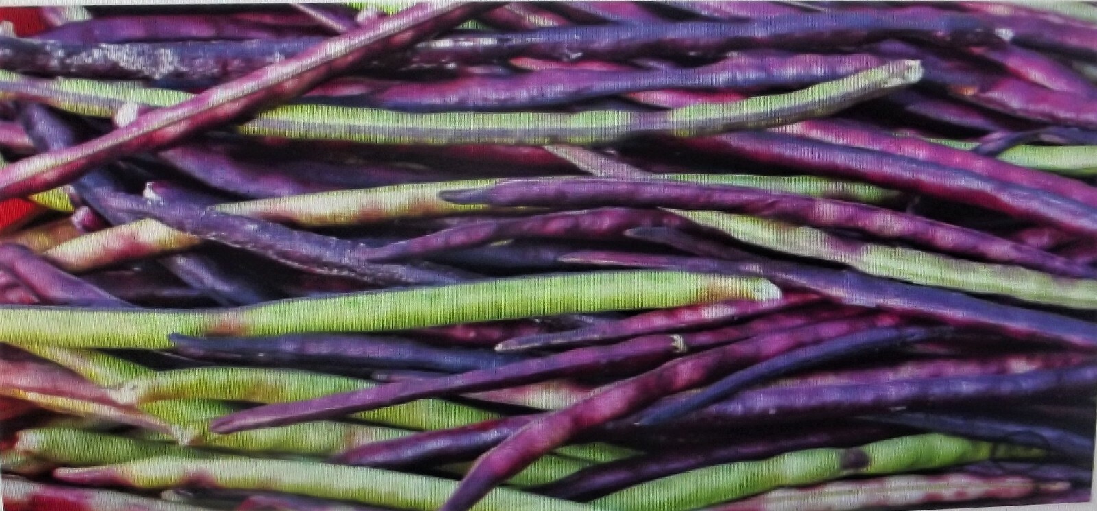 1 lb Mississippi Pinkeye 2 Purple Hull Pea Cowpea Germ: 80% Benefits St. Jude