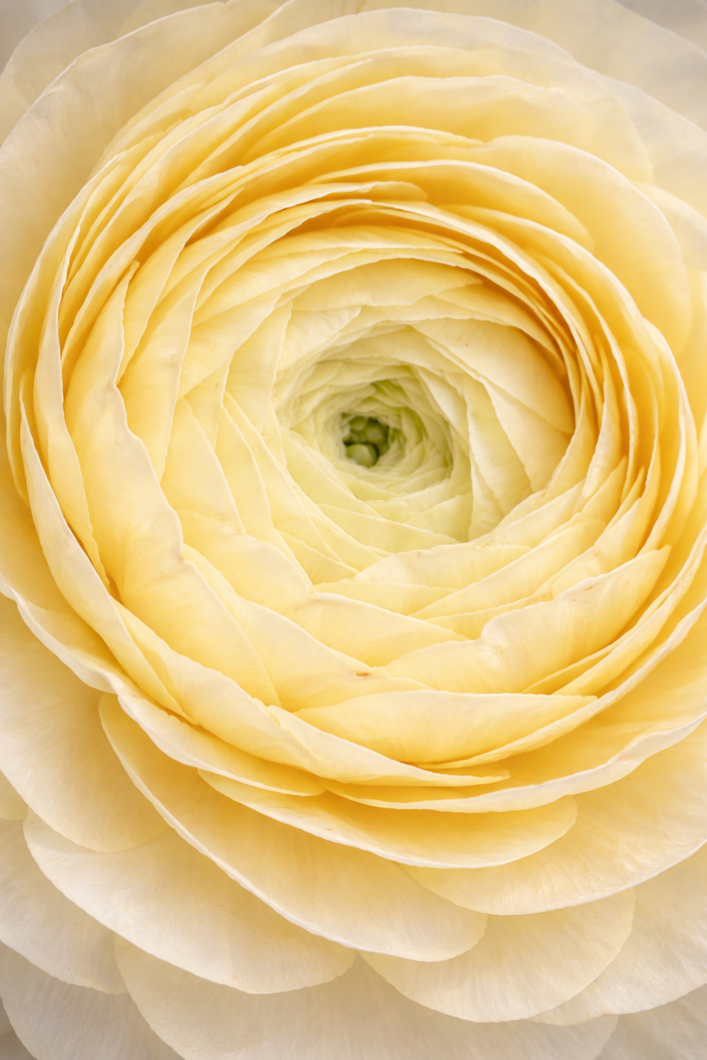 10 RANUNCULUS YELLOW SHADES BULBS