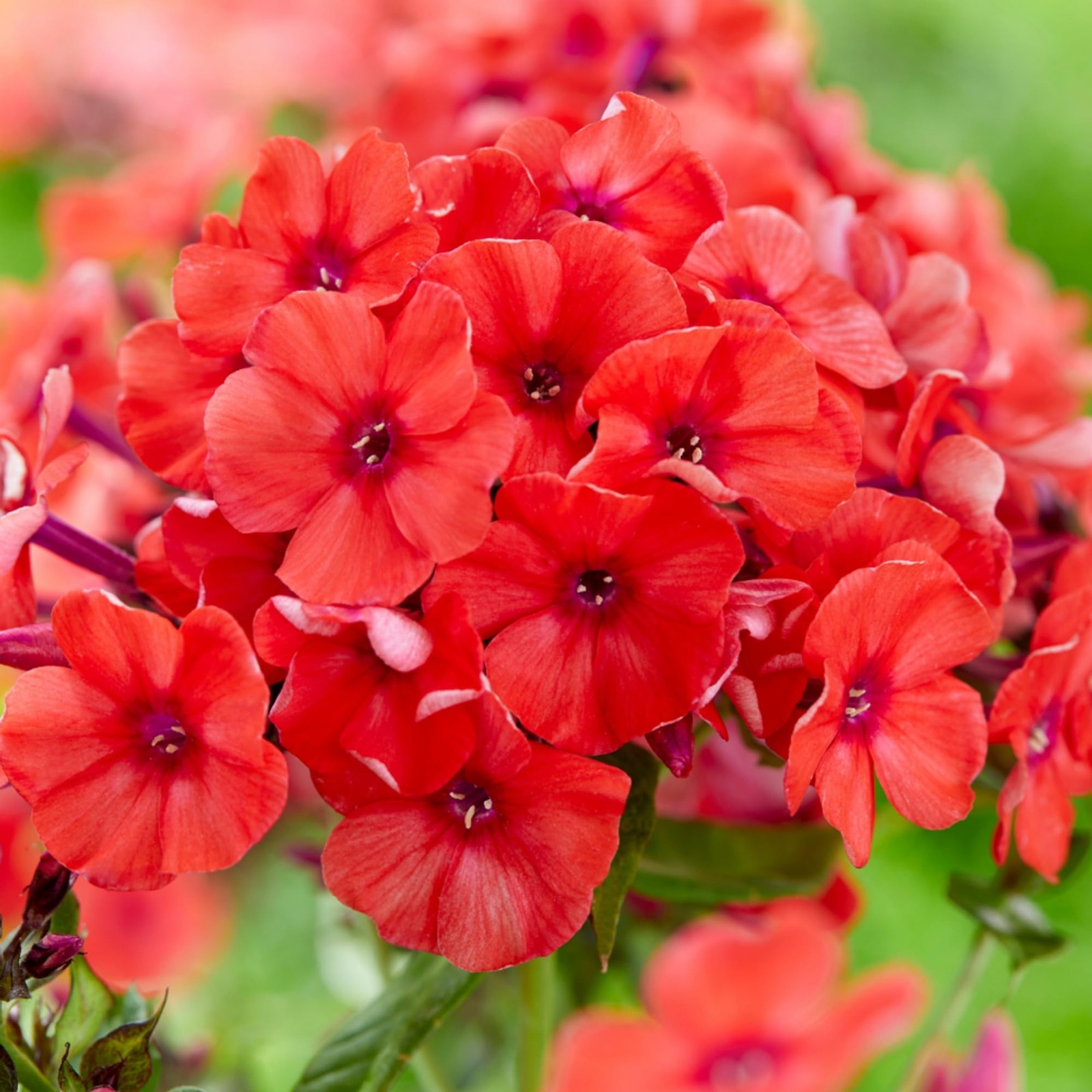 1000+ Creeping Phlox Seeds for Planting – Bright Mixed Phlox Seeds Creeping P…
