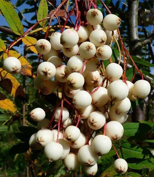 1 yo 6-12” tall Sorbus Cashmiriana Kashmir Rowan Tree white fruits grafted plant