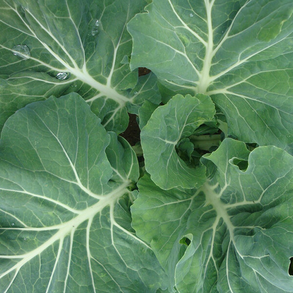 Morris Heading Collard Seeds 300+ Greens Vegetable Garden NON-GMO FREE SHIPPING