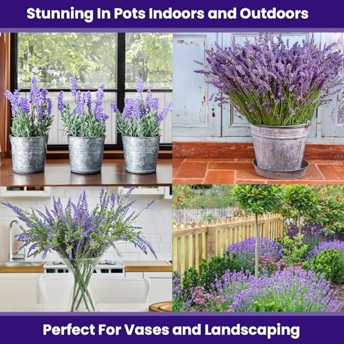 1500 English Lavender Seeds for Planting Outdoors or Indoors – 90% – 1 Pack