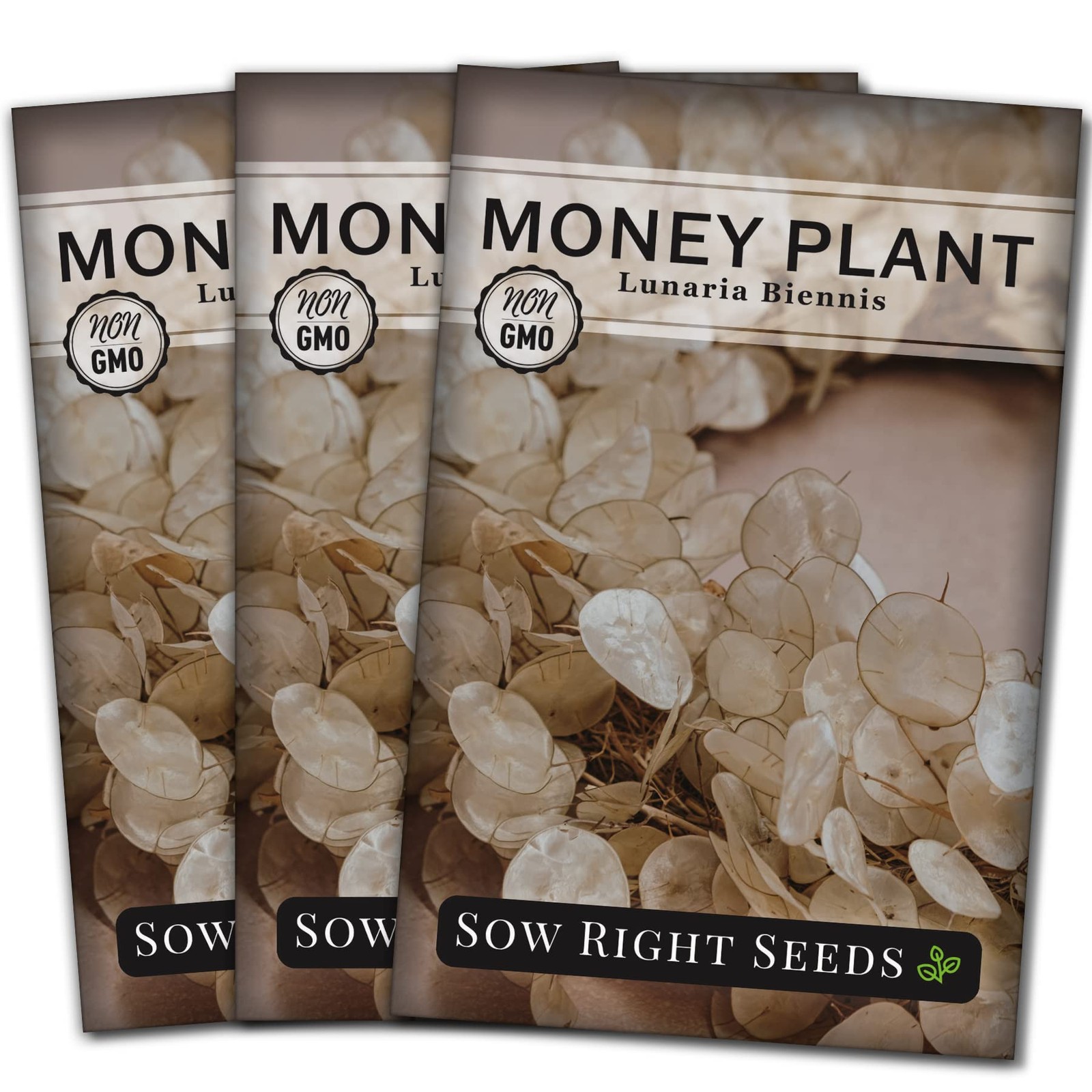 Money Plant Seeds – Non-GMO Heirloom for Indoor/Outdoor Gardens – Easy Growing