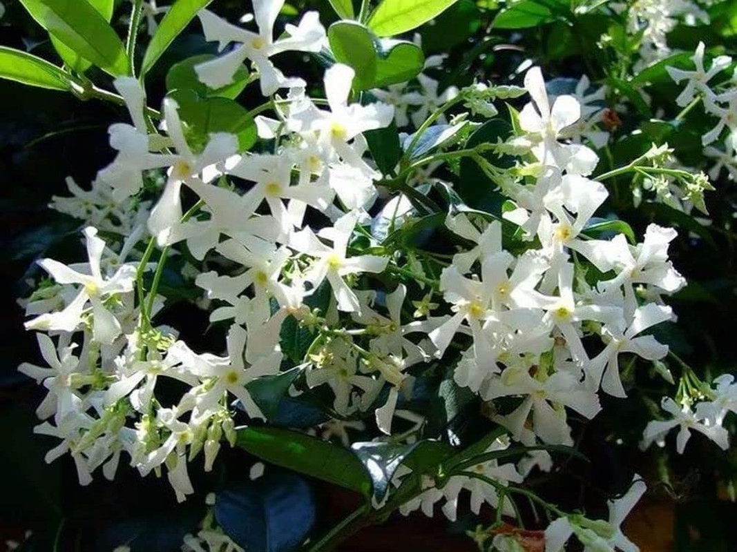 Rare 5G Scented Jasmine Flower Seed