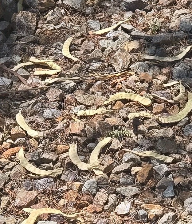 Hybrid Mesquite Tree Pods, Neltuma x: (9) Fresh 2025 Seed Pods