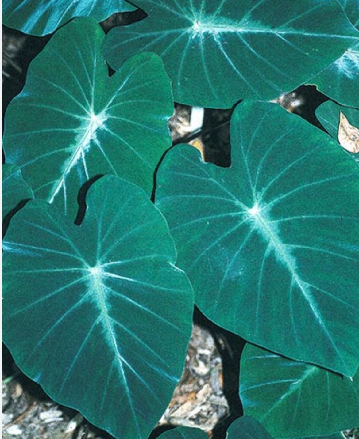 AUTHENTIC Colocasia Fallax Silver Dollar 1 bulbs
