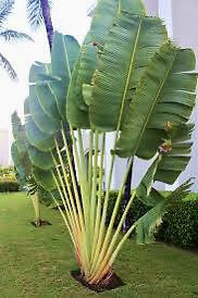Traveler’s Palm Seeds ~ Ravenala Madagascariensis ~ Unique ~ Rare ~ Palm Tree ~