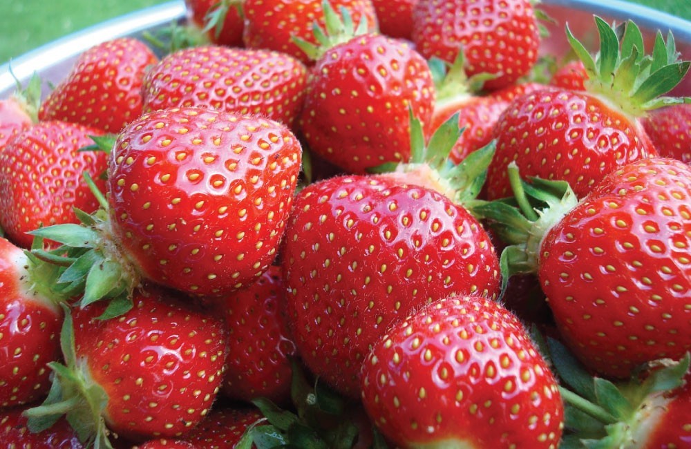 12 Seascape Everbearing Strawberry Plants-Super Sweet(Pack of 12 Bare Root Z:4-9