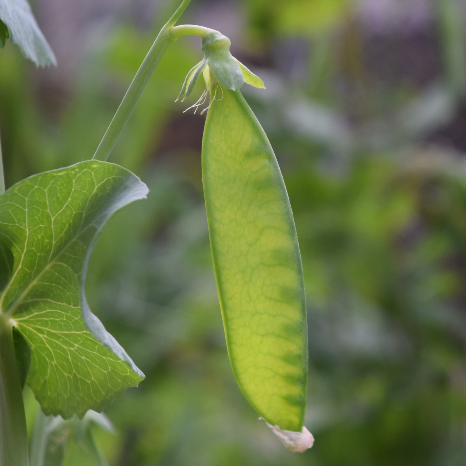 Pea Oregon Sugar Pod Seeds, Tender Snow Pea, Crisp Pods, Non-GMO, Free Shipping