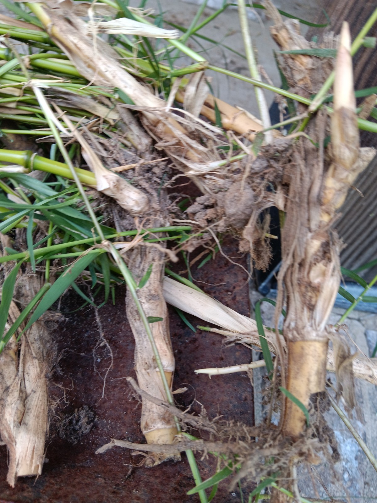 Bamboo Plants Live Starter Plant 10 Rizomes Organic Aurea Bamboo