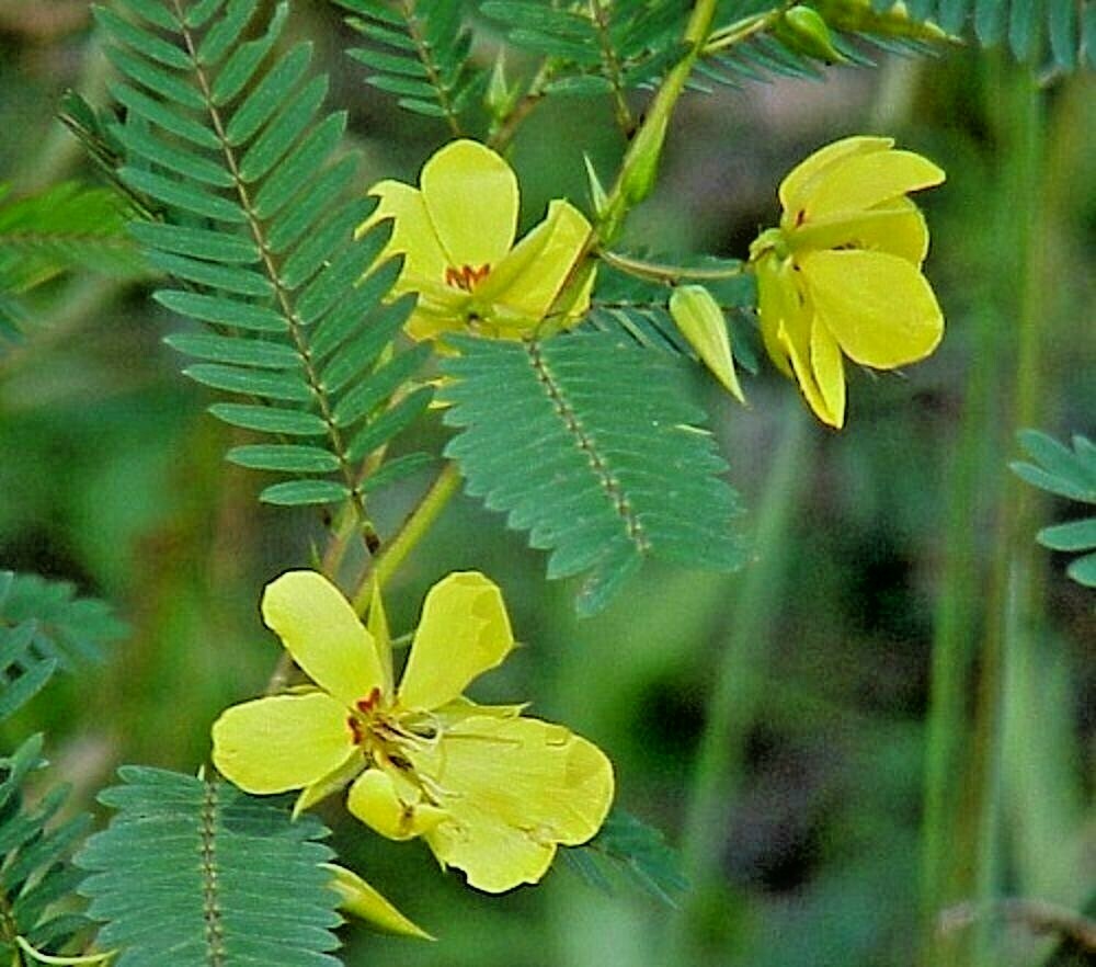 200+ PARTRIDGE PEA Seeds Native Wildflower Fall Food Source Turkey Deer Birds