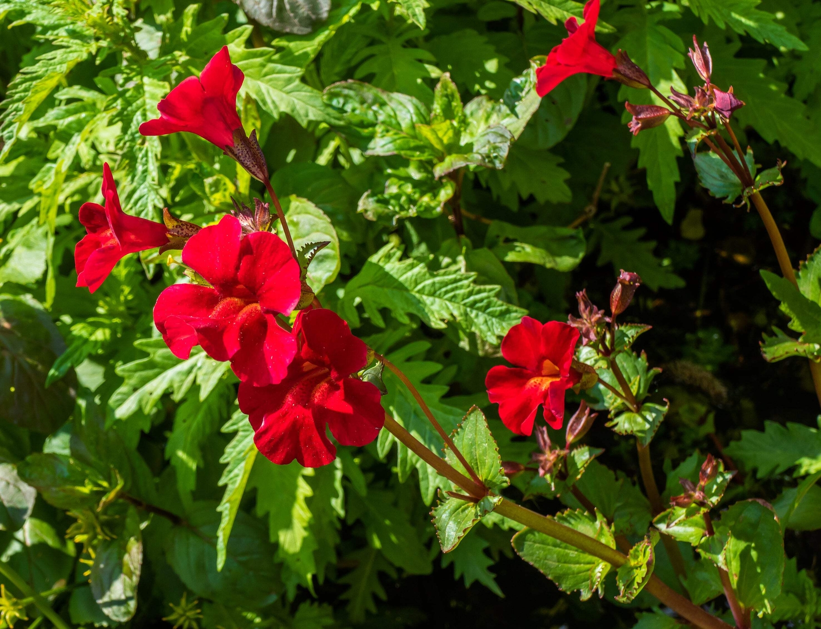 100 Twinkle RED MONKEY FLOWER Mimulus Seeds *Flat S/H