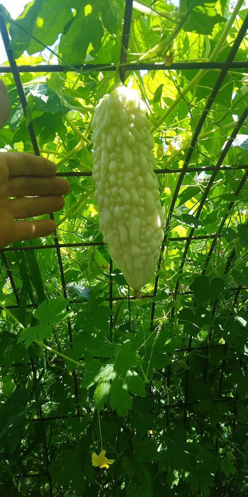 Jyunpaku Okinawan Pure White Bitter Melon ~ 3 to 50 seeds ~ Organic Heirloom~