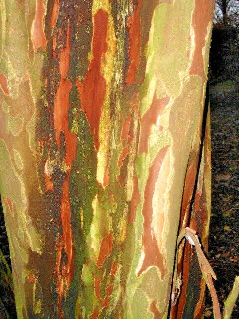 25 OSAGE CREPE MYRTLE SEEDS – Lagerstroemia india x fauriei ‘Osage’