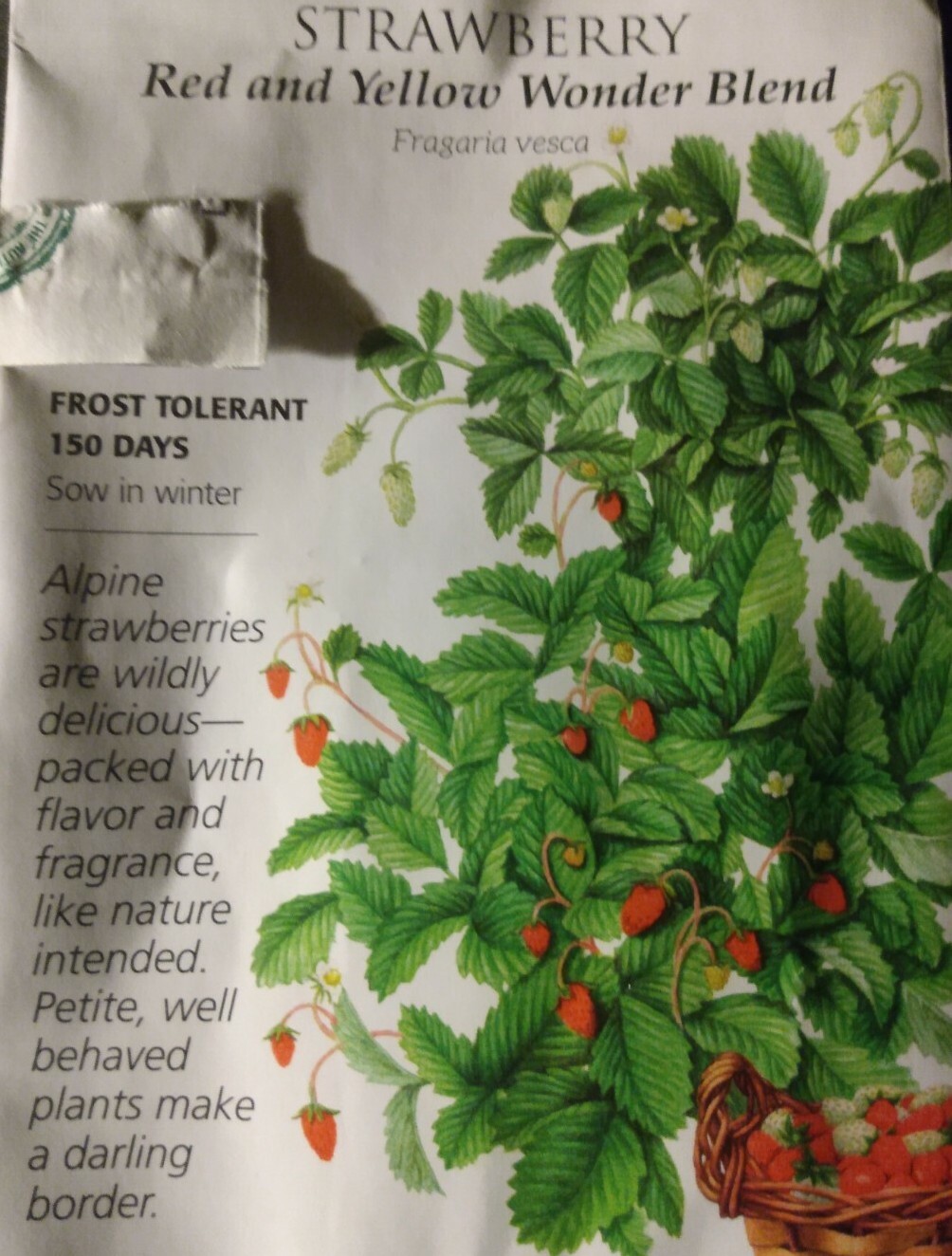 Red And Yellow Wonder Blend Alpine Strawberries 10 Seeds Organic Non MGO