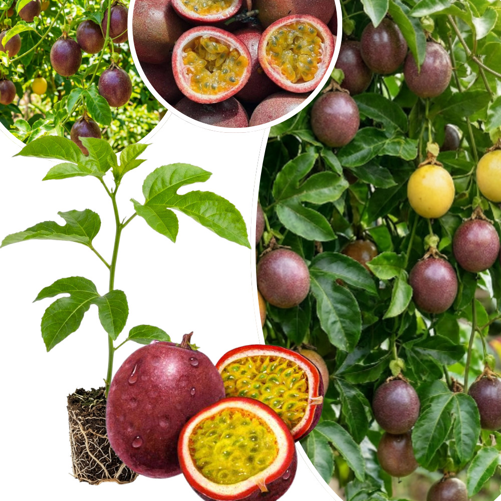 High Yielding Passionfruit Live Plant 4-6 Inches Tall Rooted Cold Hardy Vine