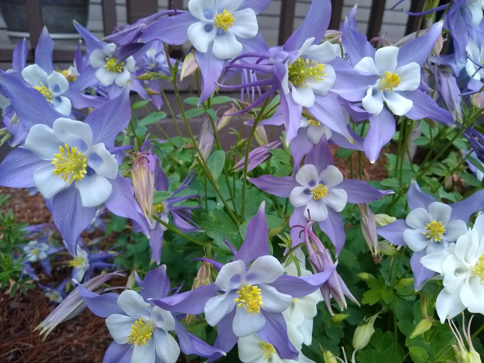 250+ Michigan Columbine Seeds – Organic & Non-GMO!