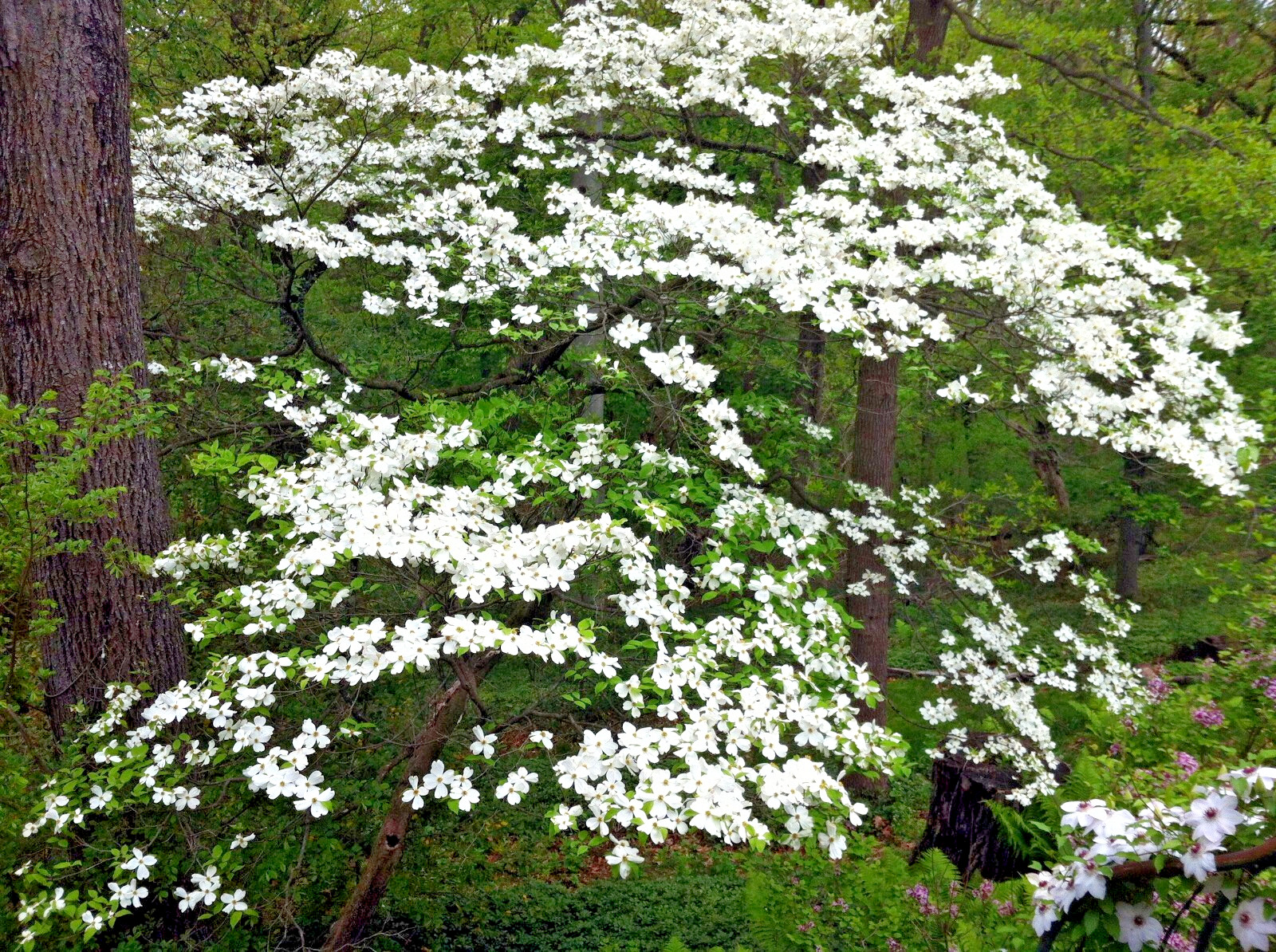 White American Flowering Dogwood Tree Seeds (Cornus florida) Fall Color, Hardy-5