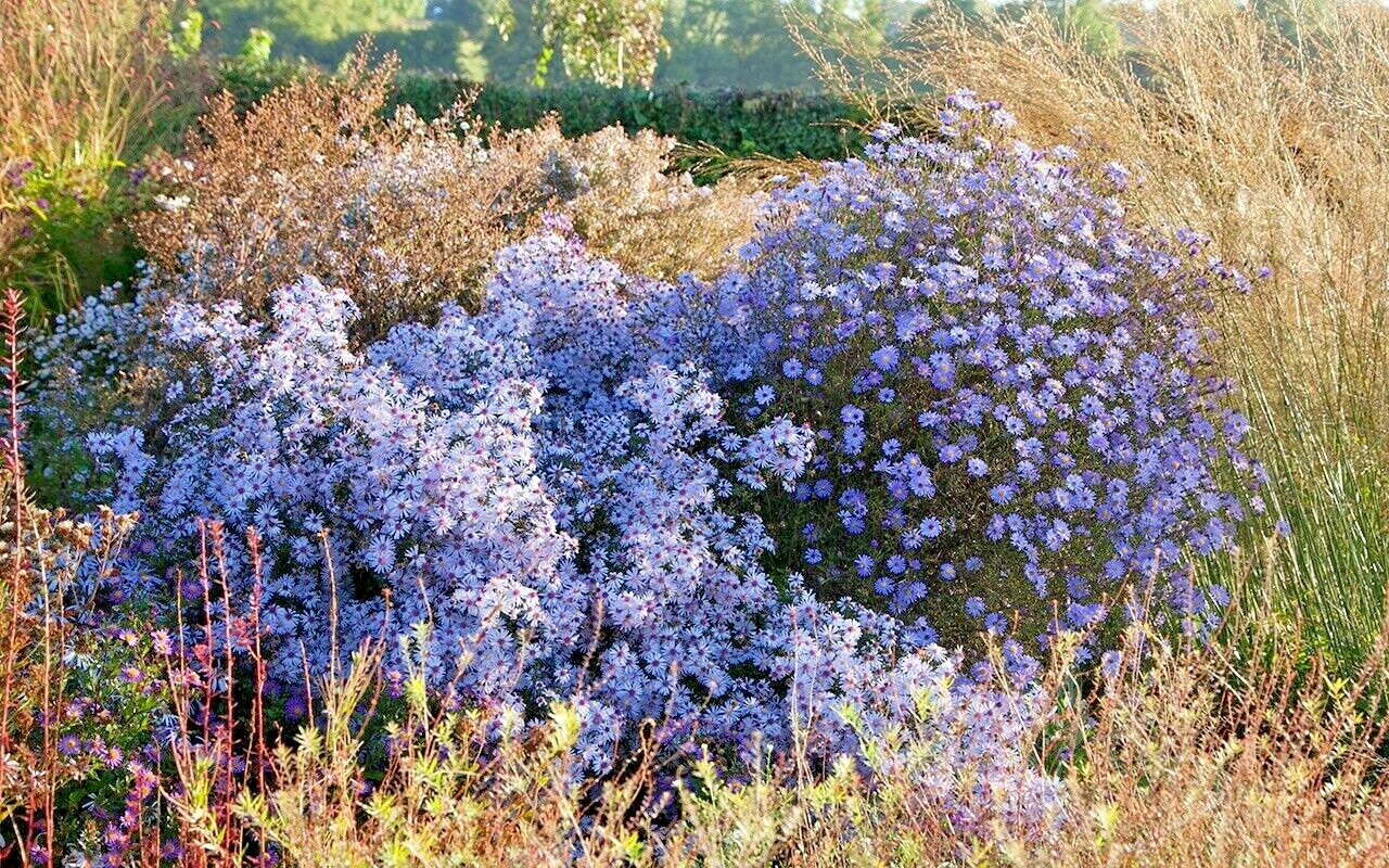 101+PRAIRIE ASTER Seeds Perennial Native Wildflower Summer Fall Garden Container