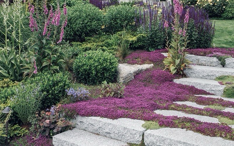 3000 Creeping Thyme Seeds (Thymus Serpyllum) – Groundcover | Non-GMO FRESH SEEDS