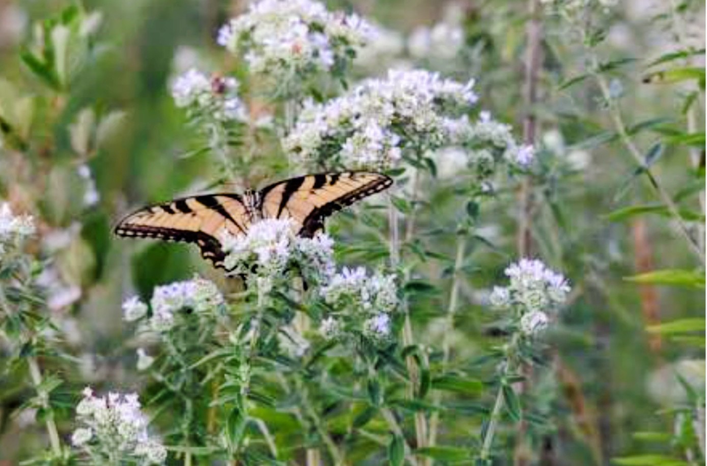 Organic Mountain Mint Seeds, Heirloom, 100 seeds