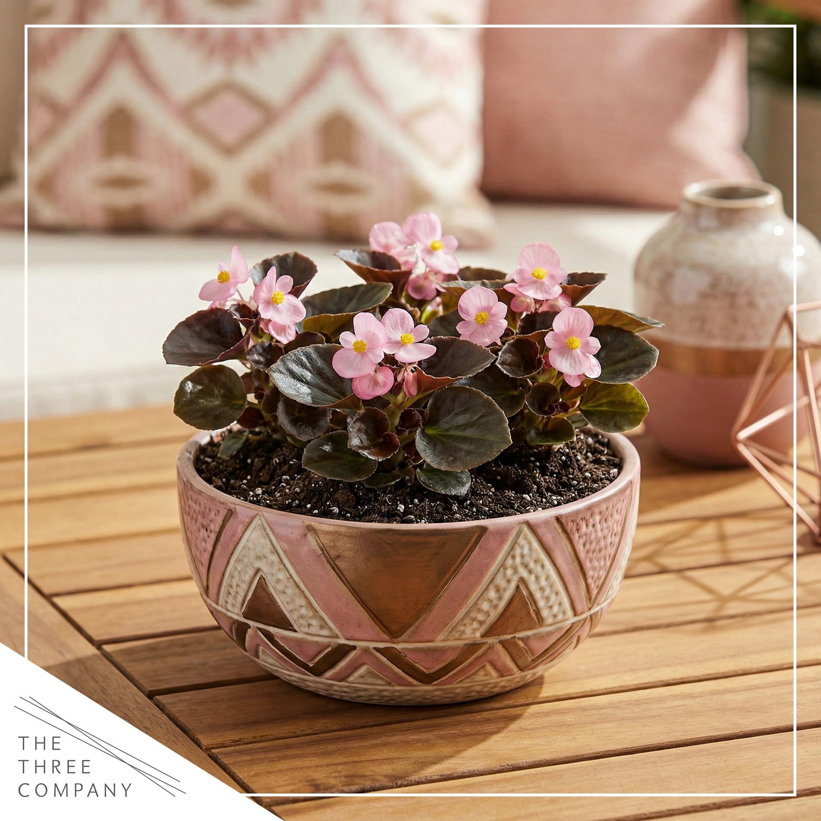 Dark Leaf Begonia Pink 4 Pack, 8″ Tall Annual Plant in 1 Pt Pot