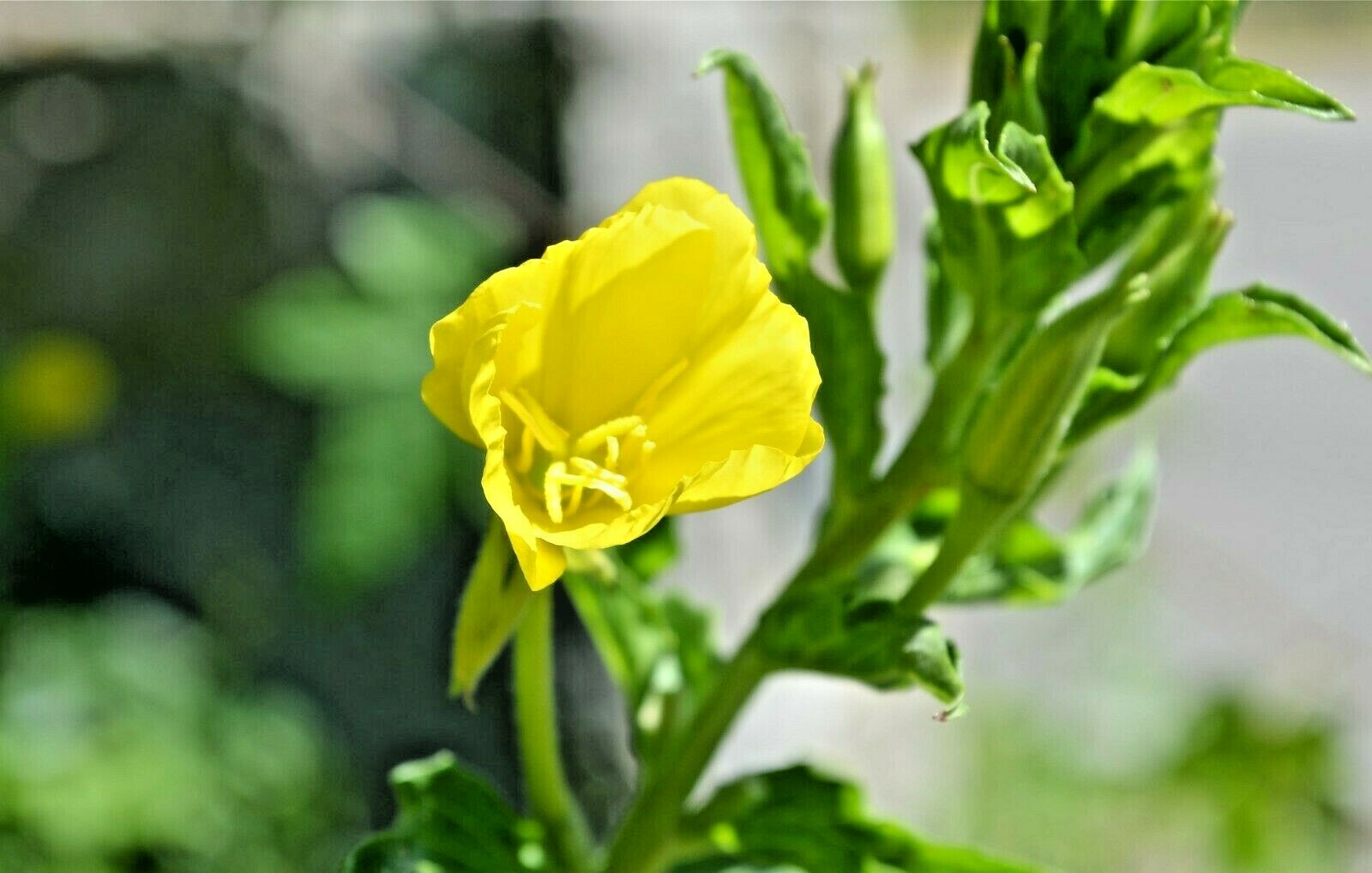 501+COMMON EVENING PRIMROSE Flower Seeds Annual Wildflower Garden Container Easy