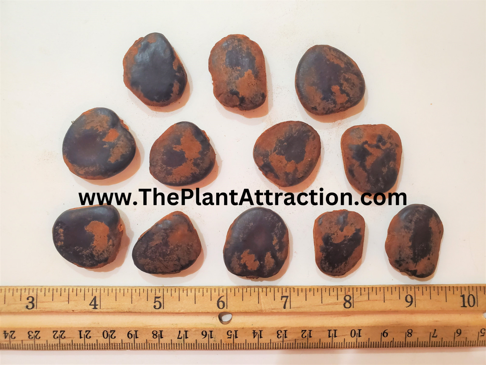 Intsia Bijuga Tree 1 Large Seed Fragrant Flowering Moluccan Ironwood Borneo teak