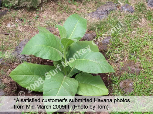 Heirloom Tobacco Seeds 100+ Seed Pack Best Germination Easy Grow: U.S.A. Grown