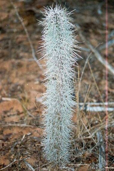 Octopus Tree Seeds for Planting (5 Rare Seeds) – Didierea madagascariensis