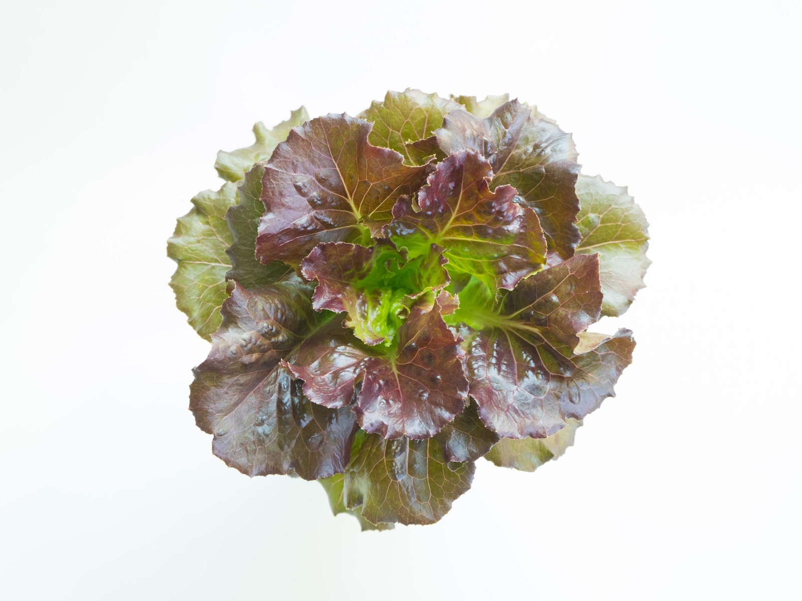3000 BRONZE MIGNONETTE LETTUCE Butterhead Lactuca Sativa Vegetable Seeds *CombSH