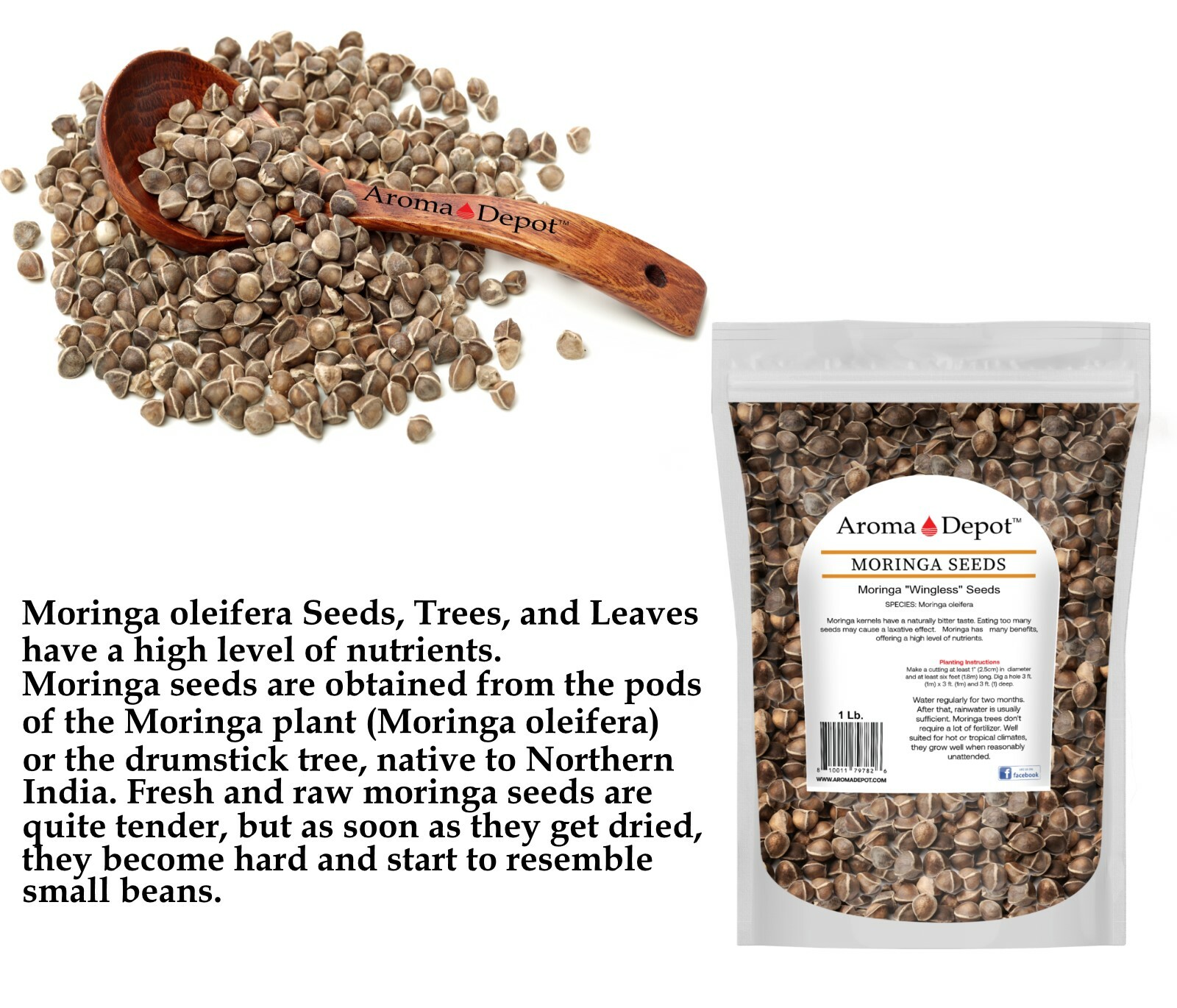 10 oz. Moringa Seeds 5000 Fresh Semilla de Moringa oleifera 5 Pouches Malunggay
