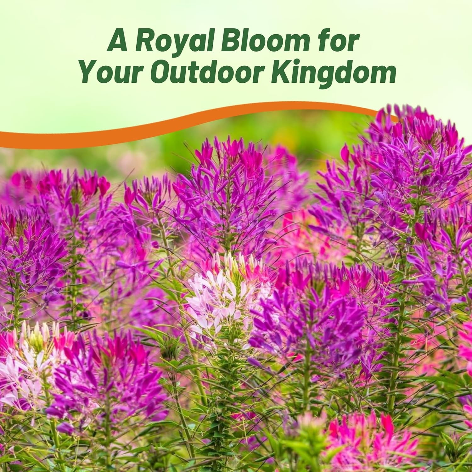 1000 Seeds Spider Flower Drought Tolerant Cleome Violet Queen Garden Flower Seed