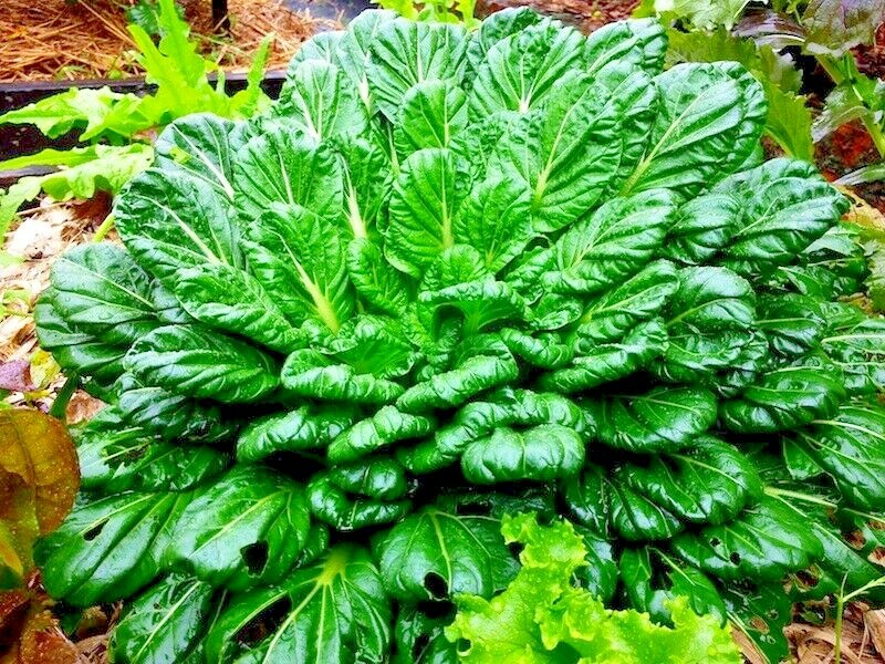 601+TAT SOI Cabbage Seeds Organic Spring Fall Vegetable Garden Containers Asian