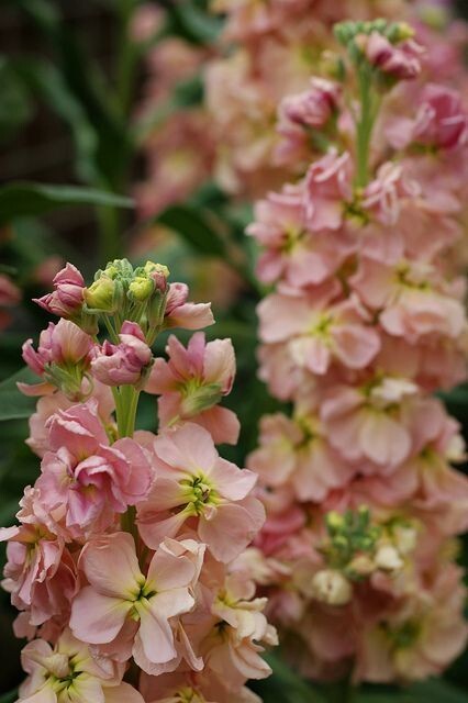 Stock Variety: Cherry Blossom, Lavender Blue, Yellow, Apricot, Purple, Ruby