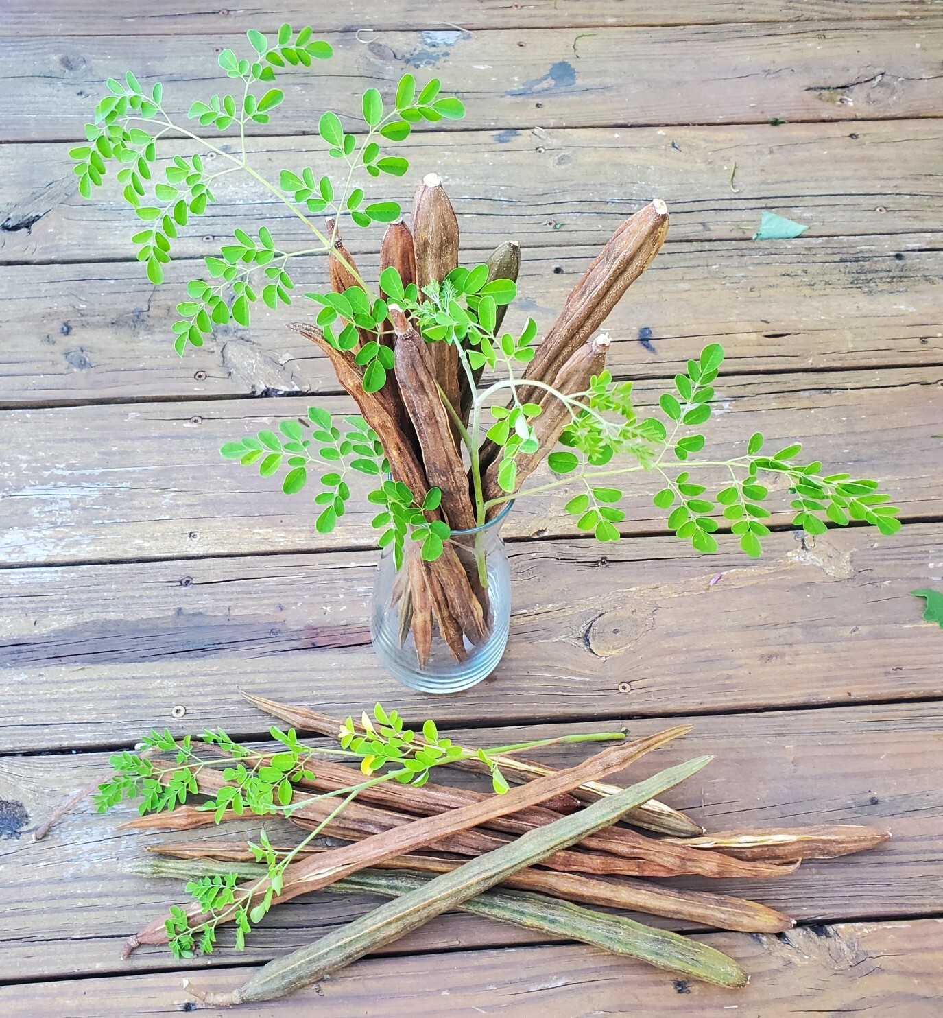 3 Organic FL-Grown MORINGA OLEIFERA SEED PODS Whole Drumstick Tree PKM-1 Variety