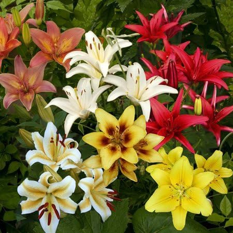 Asiatic Lily Bulbs Mixed Colors Perennial Fresh Dug Flowers 10 Pack Garden – US