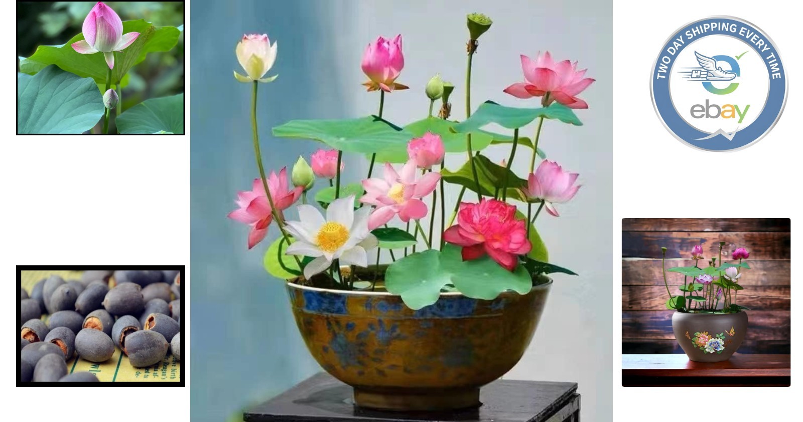 10PCS Exotic Mixed Lotus Seeds – Pink, Red & Green for Indoor & Outdoor Gardens