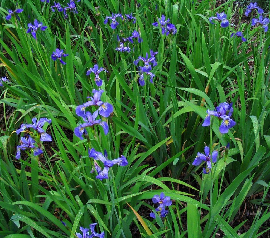 Blue Flag Iris – Ground Cover/(Iris Versicolor) Bare-root- Rizomes