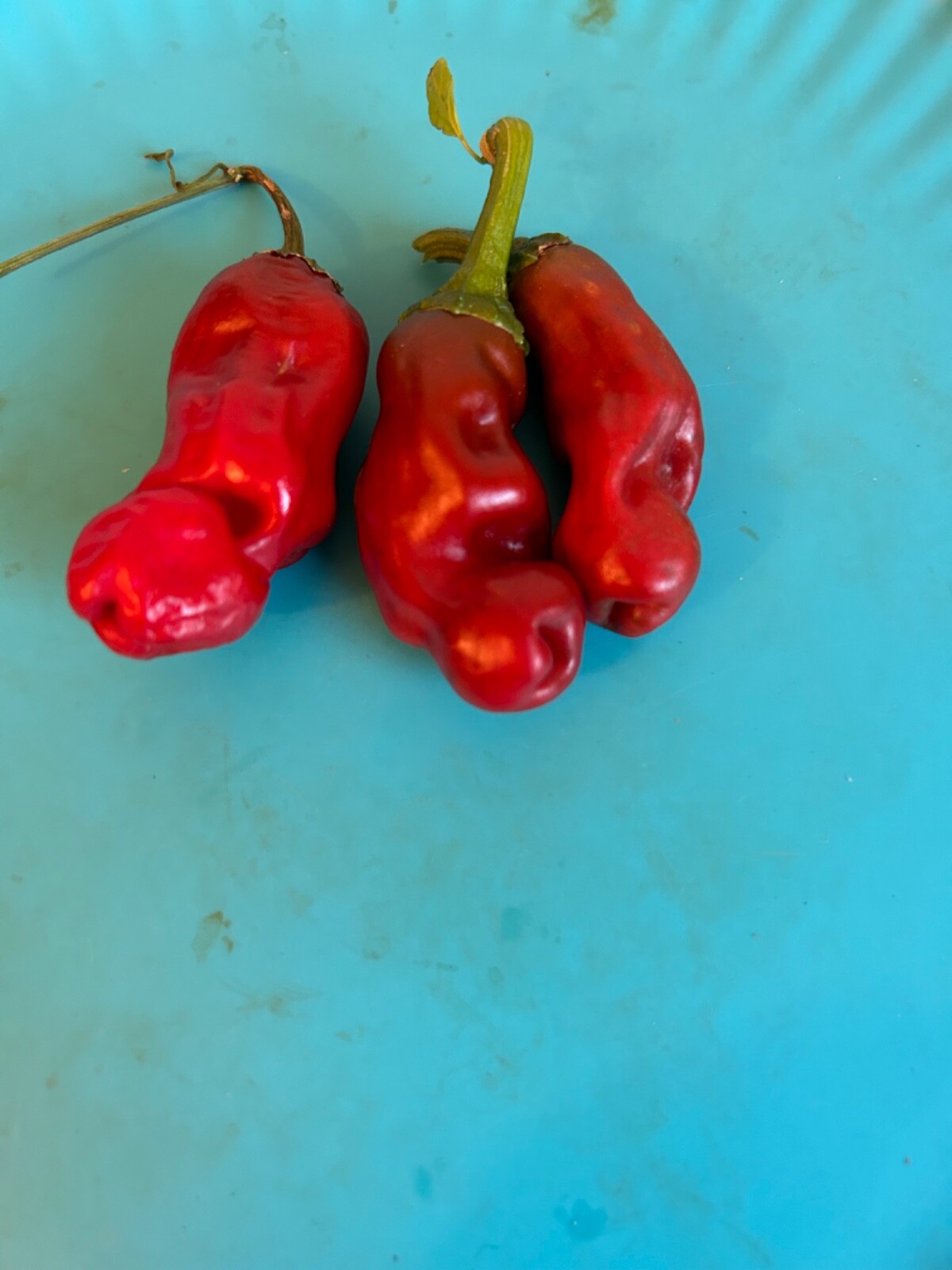 40+ Rare Red Authentic Penis Peter Pepper Seeds. Hot Heirloom Non Gmo