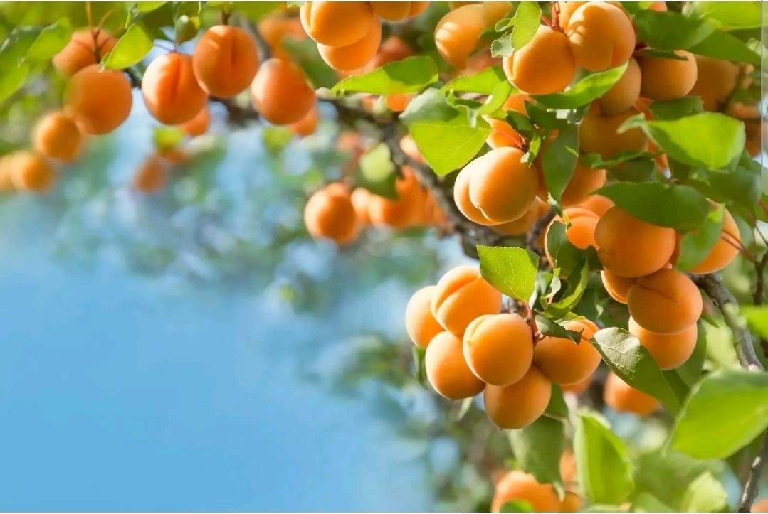 1 Pound Prunus Americana Tree Seeds About 900 To 1000 Seeds bulk