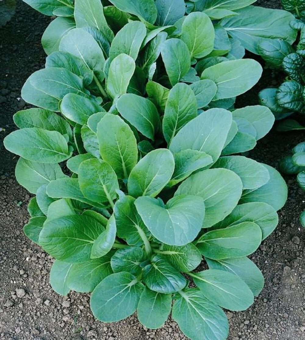 1oz Black Knight Tatsoi Mustard Seeds Asian Greens Heirloom (Appx 15,000 Seeds)