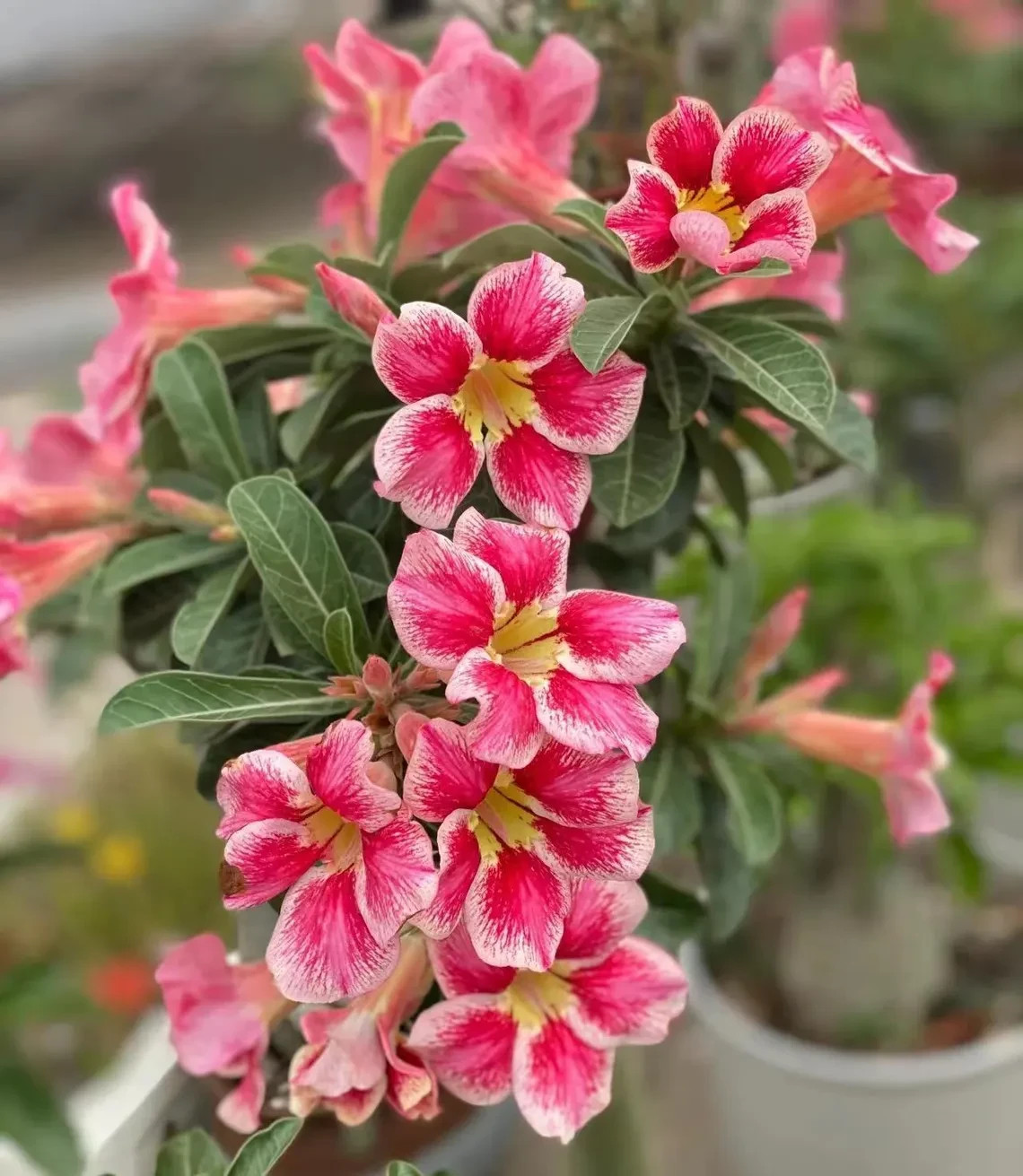 5Pcs Rare Desert Rose Seeds Garden Flower Decor-seed