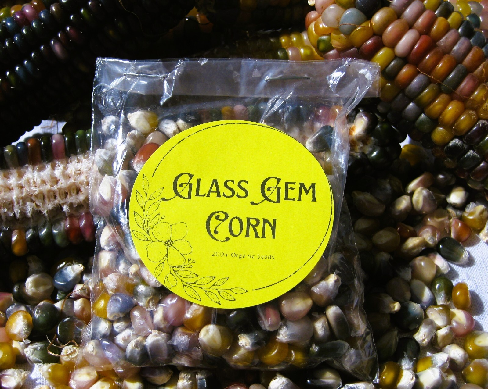 Glass Gem Corn Seeds Organic 200+ USA Grown